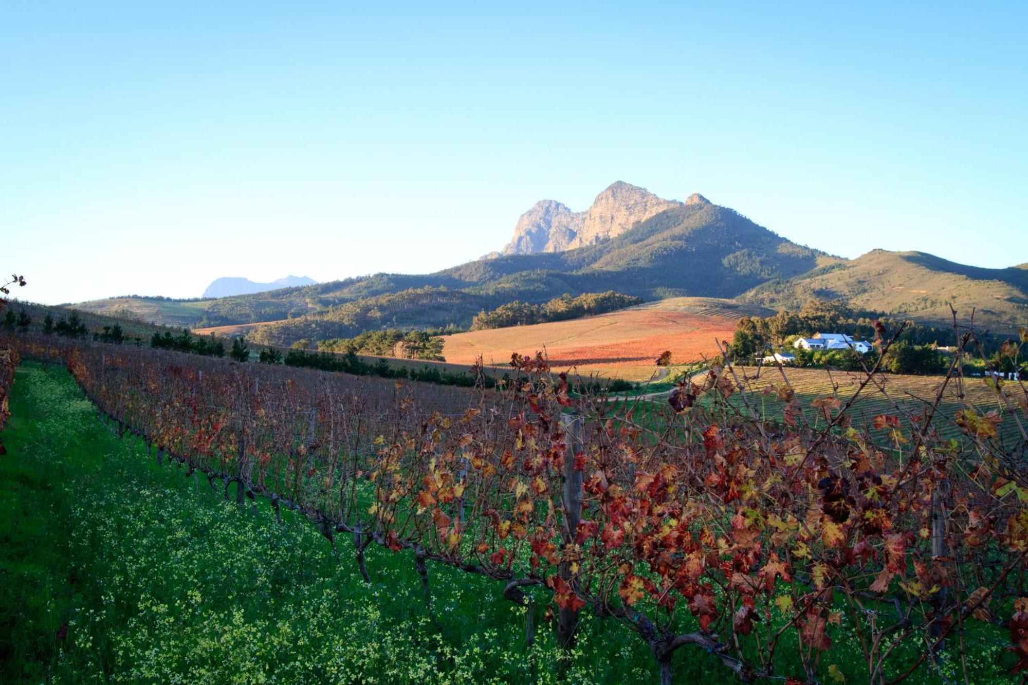 Bed and Breakfast Marianne Wine Estate à Stellenbosch Extérieur photo